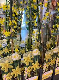 Image result for Jasminum nudiflorum