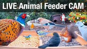 Alternatively, if you want a book with lots of simple easy plans we can recommend this one: Live 4k Wild Animal Bird Feeder Cam Recke Germany Hedgehog Bird Watching 24 7 Asmr Youtube