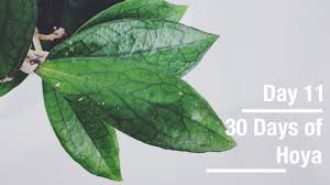 Normal hoya care is required. Hoya Jennifer 30 Days Of Hoya 11 Of 30 Youtube
