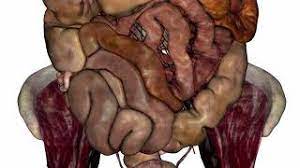 Carry eggs from the ovaries to the. Female Abdomen Youtube