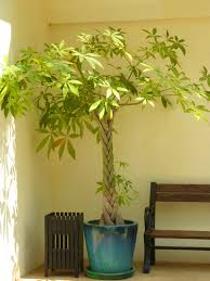 Dollar bill real money pictures free free money images us dollars medicinal plants euro money small tree plants solar power plant image money saving images money jpg vegetable plants free images of people holding money green plant plant growth water plants chilli plant soil plants growth cotton. Show Me The Money Tree Here By Design