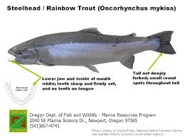 Ocean Salmon Identification