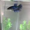 Female betta fish the main focus on this article is the betta fish and mainly the females. Https Encrypted Tbn0 Gstatic Com Images Q Tbn And9gcsah9agdv0sx M No6rrzcjwujhher1pmj6cpk1c O0oqpn4iot Usqp Cau