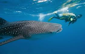 Maybe you would like to learn more about one of these? Book Flights To Maldives Etihad Airways