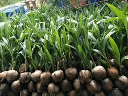 Kelapa pandan wangi istimewa karena memiliki air berasa manis dengan kelapa pandan wangi mulai berproduksi setelah berumur 3 tahun. Benih Kelapa Pandan Hybrid Original Thailand Benih Pandan Hybrid Ni Dihasilkan Di Thailand Dan Setelah Keluar Tunas Anak Pokok Baru Ia Di Import Ke Malaysia Dan Terus Ke Tapak Semaian Saya Di
