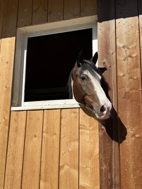 Plus de chevaux à sang chaud Croisé Hongre 6 Ans 165 cm Pinto in  Ruhmannsfelden