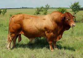 Black And White Cow Breeds Australia Pin By David Goncalves On Droughtmaster Cattle Australia Beef Cattle Cattle Dairy Breeds