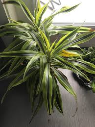 The plant moves nitrogen up the stalk so a nitrogen deficiency manifests itself as corn leaves turning yellow at the base of the plant. Why Are My Corn Plant S Leaves Turning Brown And Why Are The Leaves Yellowing As Well Window Facing West Indoorgarden