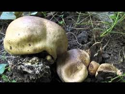 Image result for Scleroderma cepa