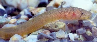 Image result for Eschenbachia gouanii