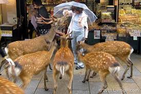 Welcome To The Japanese City Nara Meet Deers Everywhere 10 Photos Reckon Talk Kobe Japan Japan Japan Highlights