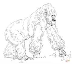 Pin By Tonya Steed On Coloring Animals Animal Coloring Pages Silverback Gorilla Coloring Pages