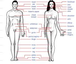 List of parts of the body related words english into tamil language. File Human Body Features Jpg Wikimedia Commons