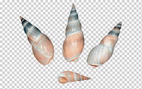 La caracola es muy importante en el medio ambiente. Cuatro Caracoles Marrones Caracoles De Mar Conchas De Caracoles De Mar Playa Mano Verano Png Klipartz