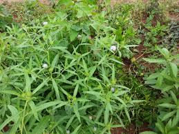 Image result for Vernonia galamensis