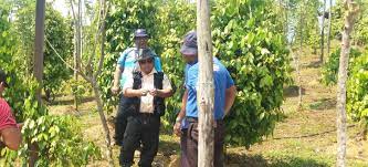 Pokok lada ditanam di atas busut yang disediakan semasa penyediaan tanah. Anim Agro Technology Tanaman Lada Hitam Di Ketengah