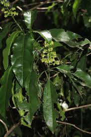 Image result for Rinorea