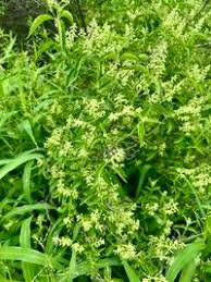 Image result for Hoslundia