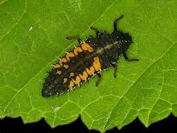 Maybe you would like to learn more about one of these? Pflanzenschutz Asiatischer Marienkafer
