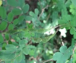 Image result for Ormocarpum