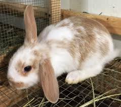Holland Lop Rabbits For Sale Alvin Tx Rabbits For Sale Rabbit Holland Lop Bunnies For Sale