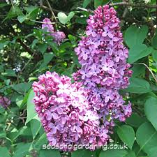 This species will survive in an area of partial shade as well. Syringa Lilac Planting And Growing Shrubs