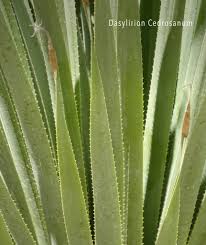 Image result for Sorindeia winkleri