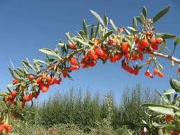 However, the potential risk of allergy is a concern. China Goji Berry Extract Barbury Wolfberry Fruit Extract With Lycium Barbarum Polysaccharides China Vitamin C Calcium
