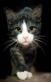 Tuxedo cats are predominately black with white patches on the chest, throat, legs and face. Tuxedo Cats Personality Facts Cats In Care