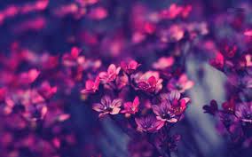 Beautiful Violet Flowers Hd Wallpapers Free Download Violet Flowers Pictures Full Hd 1080p Violet Purple Flowers Wallpaper Background Tumblr Purple Wallpaper