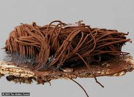 Image result for Stemonitis splendens
