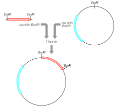 8 4 Cloning Dna Plasmid Vectors Biology Libretexts Biology Experiments Molecular Genetics Molecular Biologist