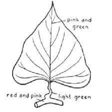 There once may have been more than 200 hawaiian varieties of 'uala.in old hawai'i, the young leaves were eaten as greens (called. Counter Clockwise From Upper Left Mana Pohaku Foliage And Tuber Download Scientific Diagram