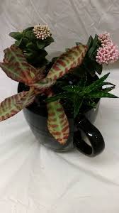 Image result for Orbea knobelii