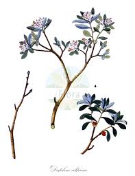 Image result for Synandrodaphne paradoxa