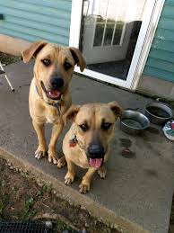 Adopt Brutus And Sheera On Petfinder Animal Shelter Dog Adoption New Washington