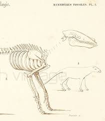 1861 Fossile Anaplotherium Gravure Sepia Ancienne Orbigny Original Paleontologie Prehistoire Collection Encadrement Edition Francaise Antique Prints Scientific Drawing Fossils