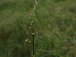 Image result for Scleria sp.no.1