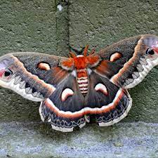 An insect with wings that is similar to a butterfly, usually flies at night, and is attracted to…. The Pleasures Of Moth Watching The New York Times