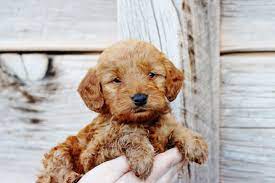 Copper Canyon Doodles Goldendoodle Cute Dogs Cute Animals