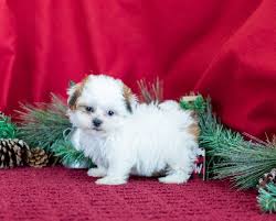 Teddy bear puppies for adoption near me. Shichon Puppies For Sale In Michigan Michigan Puppy