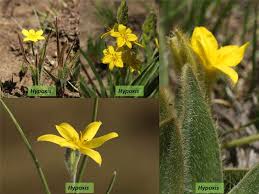 Image result for Hypoxidaceae