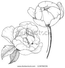 New Link Vector Flowers Peony Flower Peonies