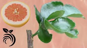 First time doing this , it was not to hard just take your time no rush. Grafting Citrus Trees Bud Grafting Successfully Find My Recipes