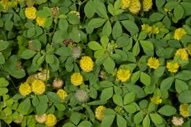 Image result for Trifolium campestre