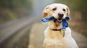 3840x2156 Labrador 4k Free Downloads Hd Wallpaper Dog Training Obedience Dog Training Dog Obedience