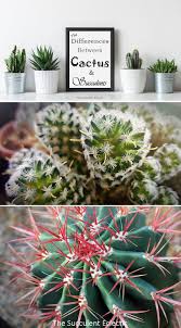 Why are cacti classified as succulents? Cactus Facts What Is The Difference Between Cactus And Succulents How Can You Tell Them Apart What Ma Cactus Facts Cactus And Succulents Cactus House Plants