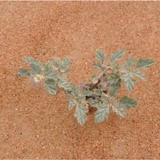 Image result for Limeum