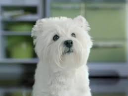 Cesar Dog Food Commercial Westies Dogs White Terrier