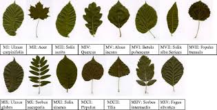 Fifteen Species Of Tree Leaf Images From The Swedish Leaf
